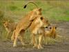Africa Nature Animals (13)